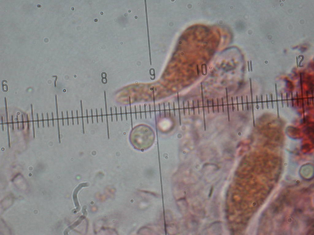 Tephrocybe sphaerospora Khun.& Romagn.